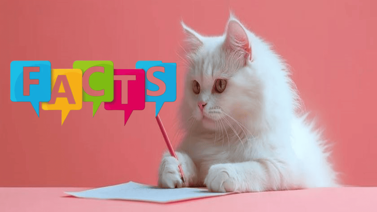Fascinating Truths About Your Feline Friend