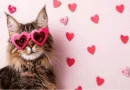 Five Easy Tips to Win Your Cat’s Heart