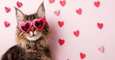 Five Easy Tips to Win Your Cat’s Heart