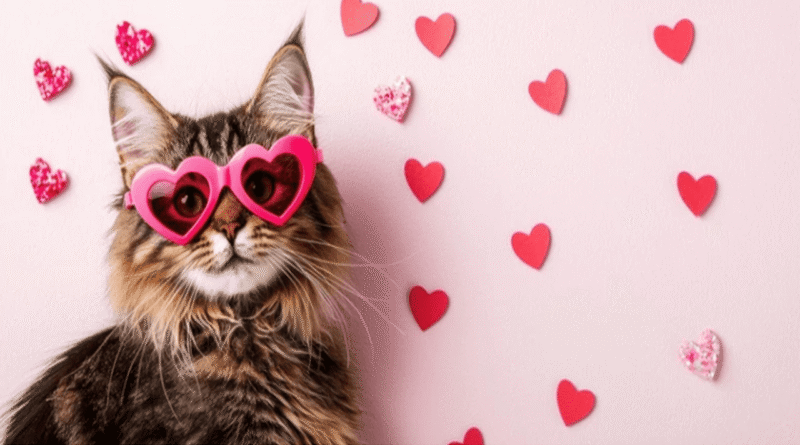 Five Easy Tips to Win Your Cat’s Heart