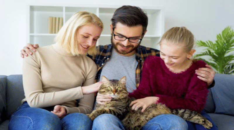 6 Ways Cats Become True Members of the Family
