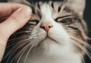 Five Things That Stress Out Your Cat