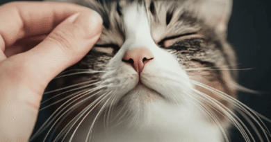 Five Things That Stress Out Your Cat