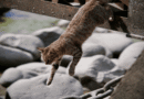 How Do Cats Leap Up to Six Times Their Length