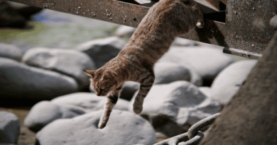 How Do Cats Leap Up to Six Times Their Length