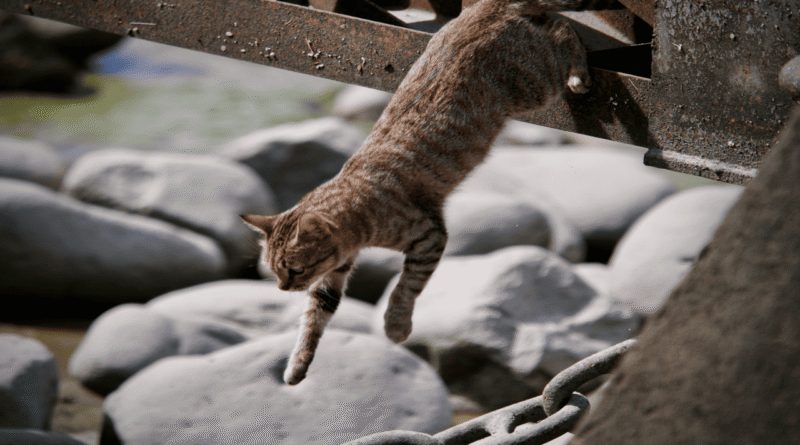How Do Cats Leap Up to Six Times Their Length