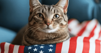The Fascinating History of Cats in the United States