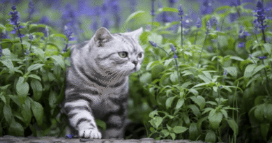 Top Eight Outdoor Dangers That Threaten Your Cat’s Safety