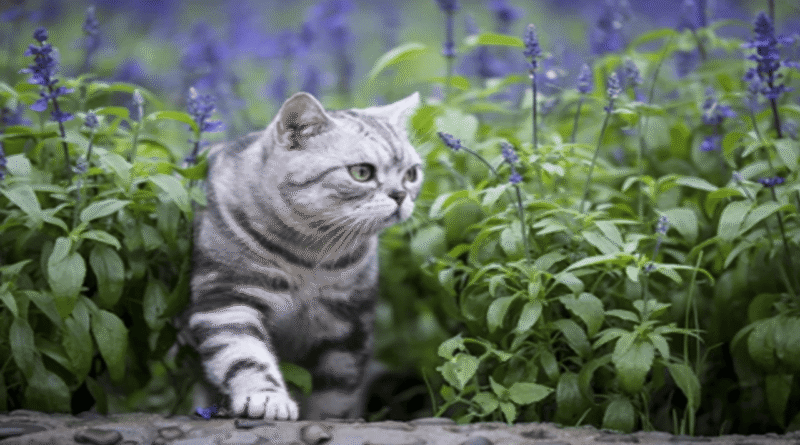 Top Eight Outdoor Dangers That Threaten Your Cat’s Safety