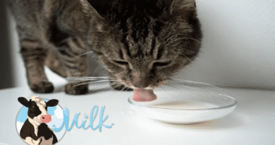 Cat cats drink cow milk