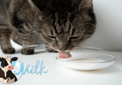 Cat cats drink cow milk