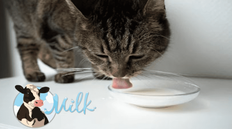 Cat cats drink cow milk