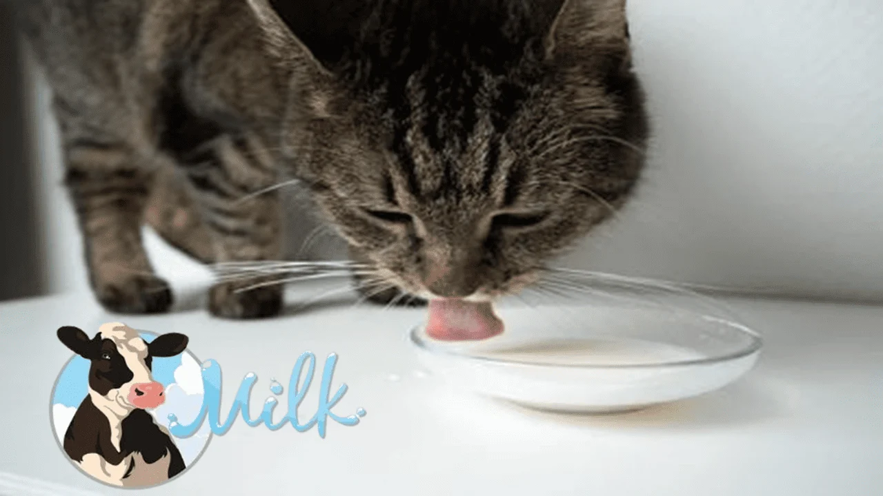 Cat cats drink cow milk