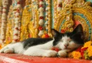 cats in indian culture