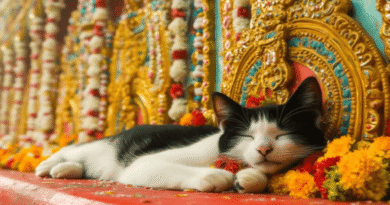 cats in indian culture
