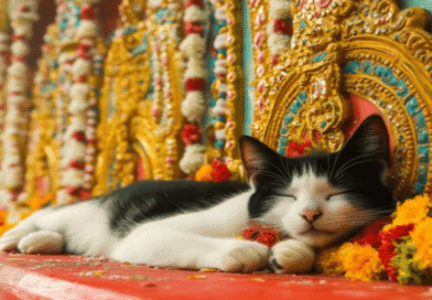 cats in indian culture