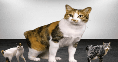 the japanese bobtail cat breed