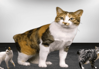 the japanese bobtail cat breed