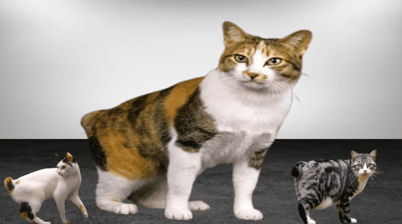 the japanese bobtail cat breed