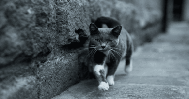 why do cats leave home