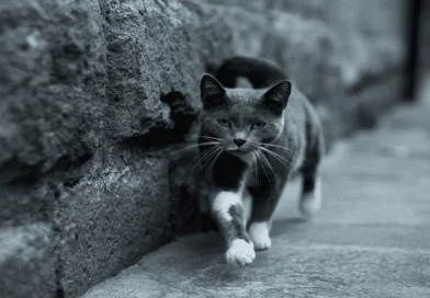 why do cats leave home