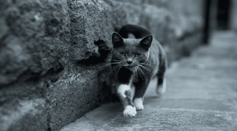 why do cats leave home