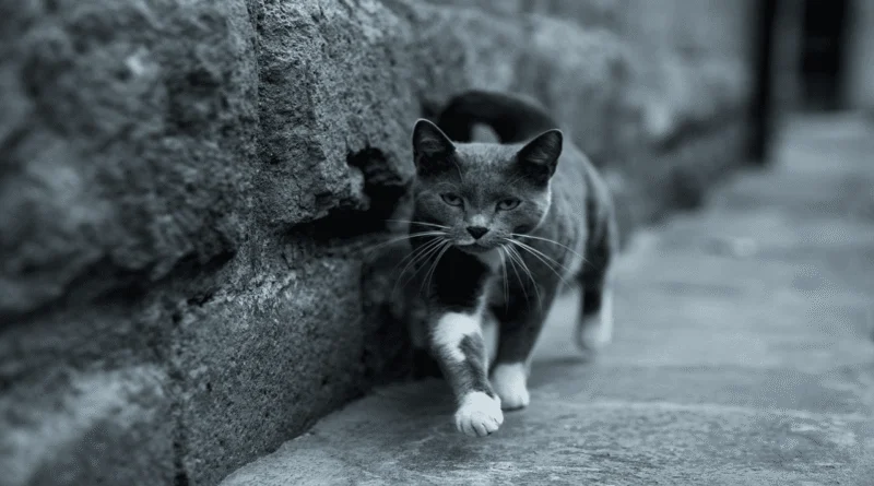 why do cats leave home