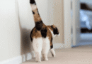 why do cats show their butt