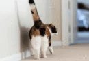 why do cats show their butt