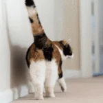 why do cats show their butt