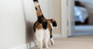 why do cats show their butt