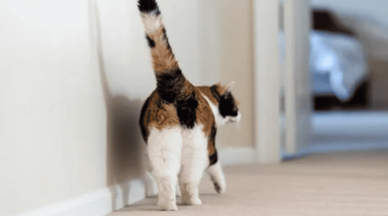 why do cats show their butt
