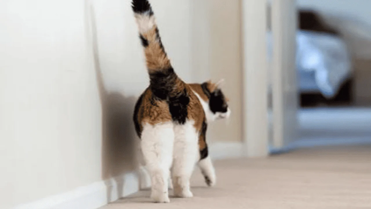 why do cats show their butt