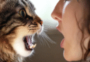 Cat Breeds That Can Copy Human Speech