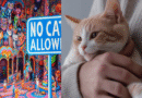 No cats allowed in meow wolf