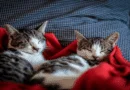 cat mating