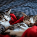cat mating