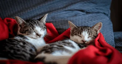 cat mating