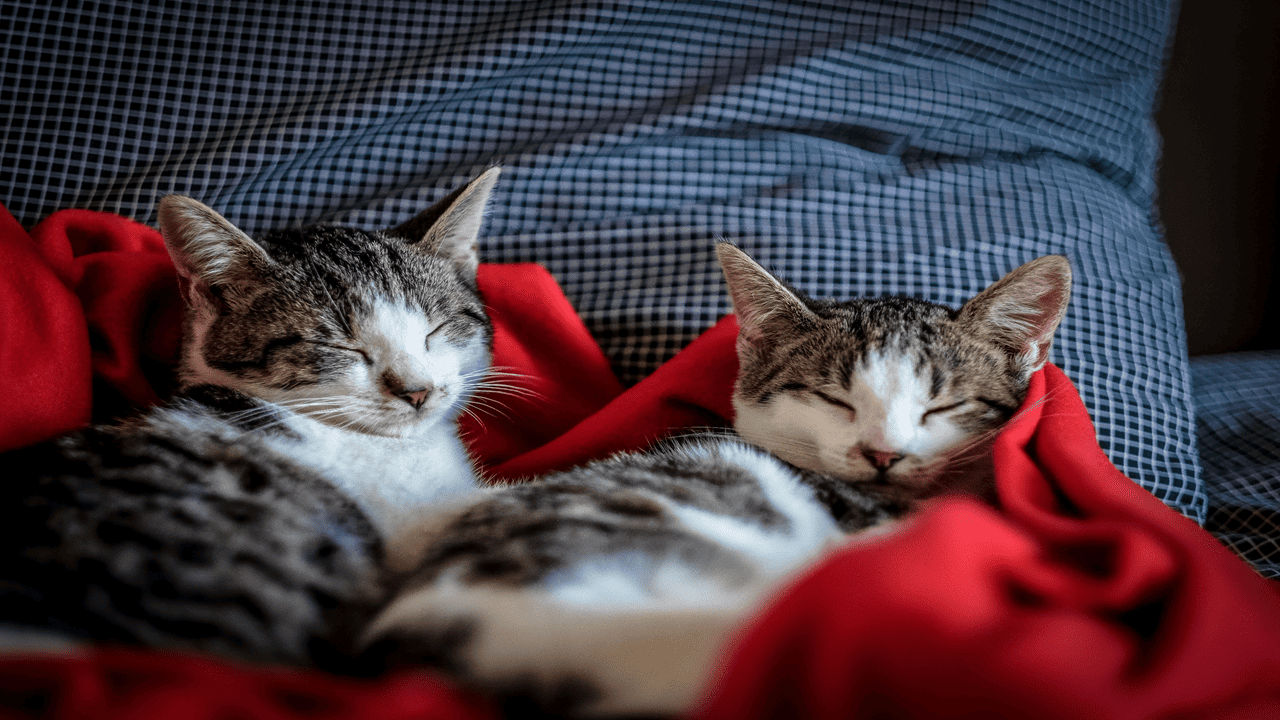 cat mating