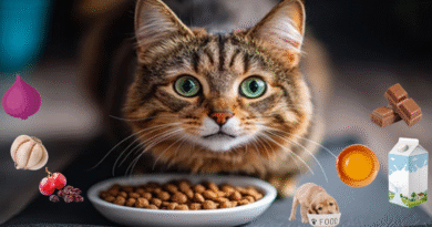12 Foods That Are Dangerous for Cats