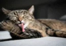 cat grooming