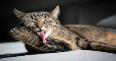 cat grooming