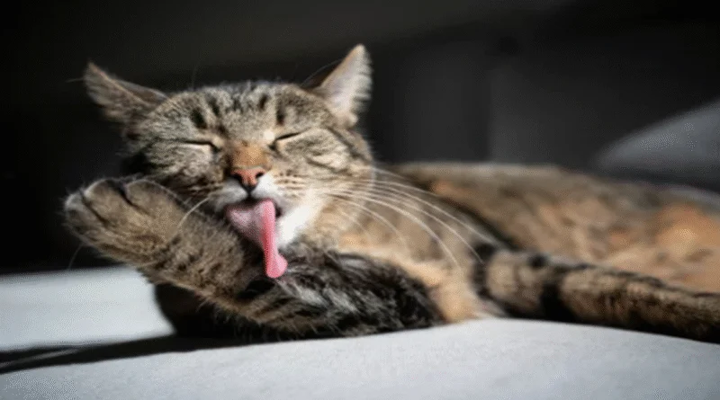 cat grooming