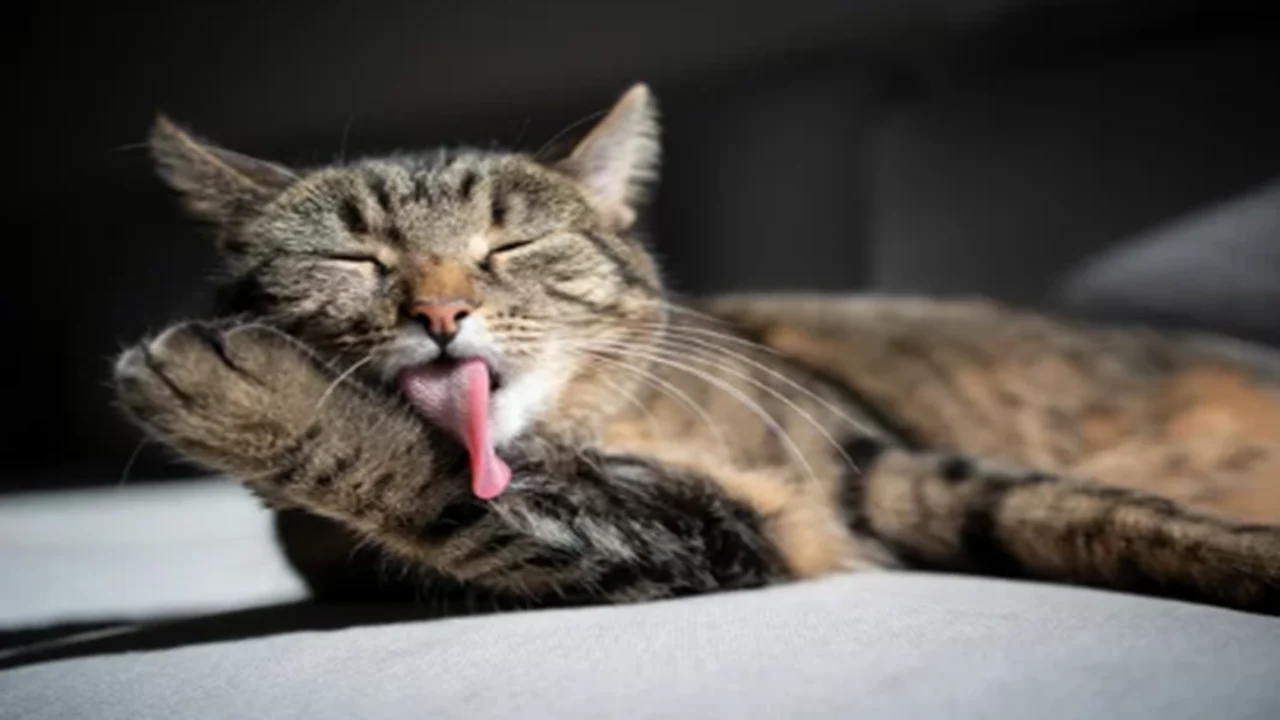 cat grooming