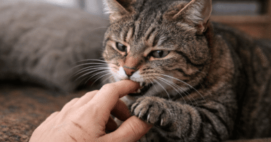 Close-up of a tabby cat biting a human finger indoors, showing greenish-yellow eyes, claws, and soft natural lighting, highlighting cat bite safety