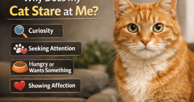 Why Does My Cat Stare at Me? 7 Surprising Reasons Explained