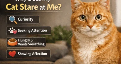 Why Does My Cat Stare at Me? 7 Surprising Reasons Explained