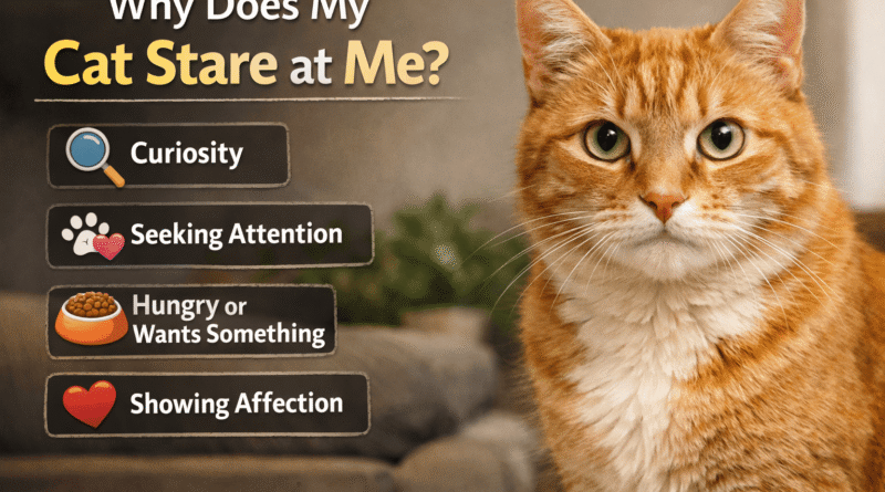 Why Does My Cat Stare at Me? 7 Surprising Reasons Explained