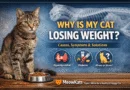 Thin cat losing weight sitting near food bowl showing visible ribs and signs of illness
