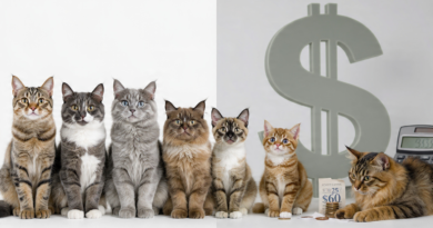 7 cheapest cat breeds 2026 banner showing Domestic Shorthair, American Shorthair, British Shorthair, Ragdoll Mix, Scottish Fold Mix, Burmese, Abyssinian with $25-$60 monthly cost budget
